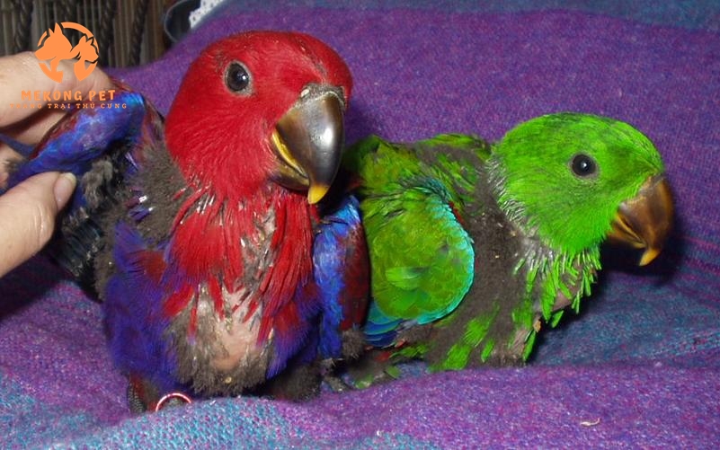 Mua bán Vẹt Eclectus baby non tại Tphcm, Tây Ninh, Đồng Nai